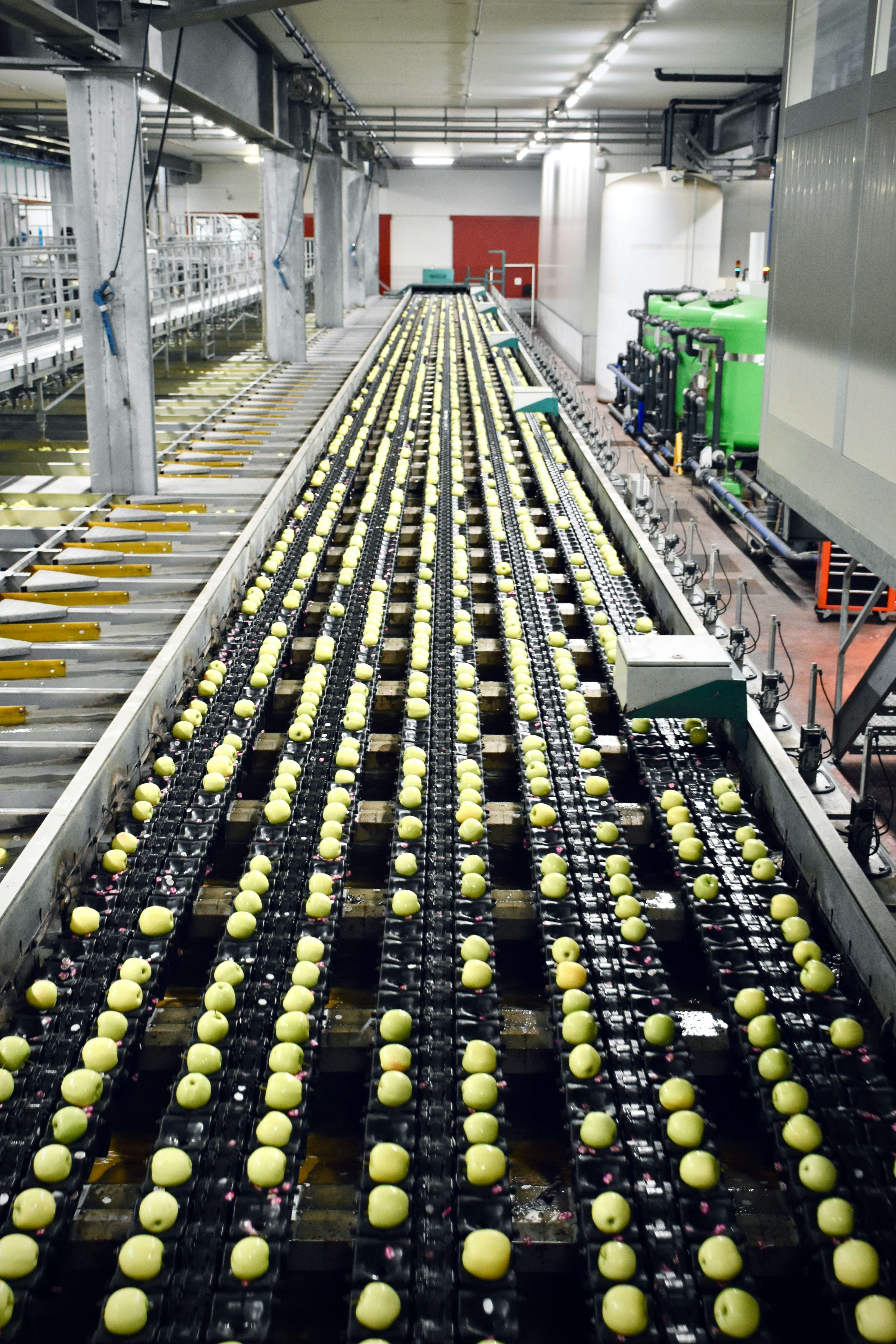 Automatisches Rollenförderband, das grüne Äpfel in einer Industrieanlage sortiert.